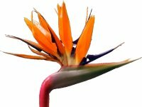 Fuerteventura Trips - Strelitzia Reginae, tropical flower